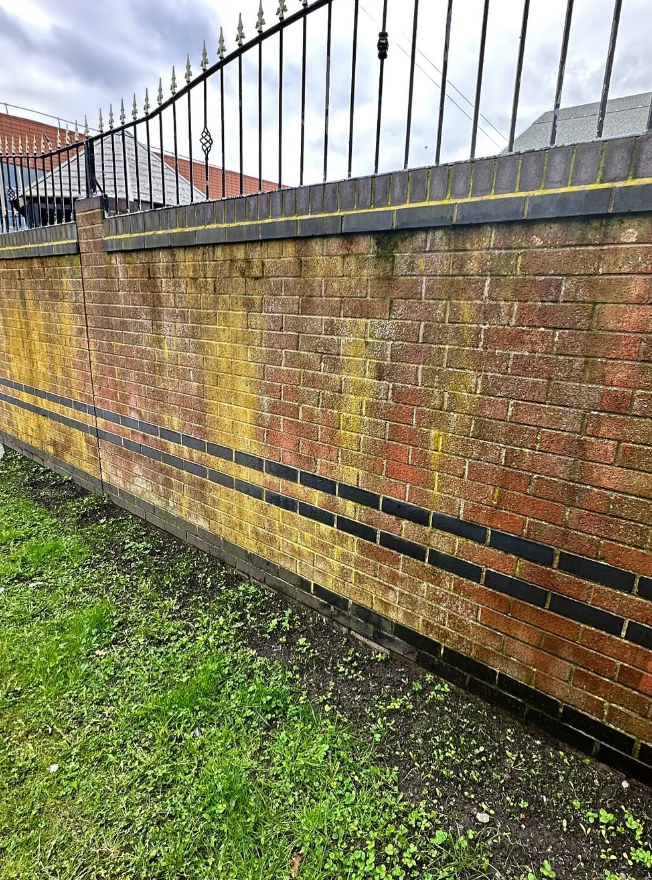 Brick boundary wall with yellow biological staining before brick cleaning